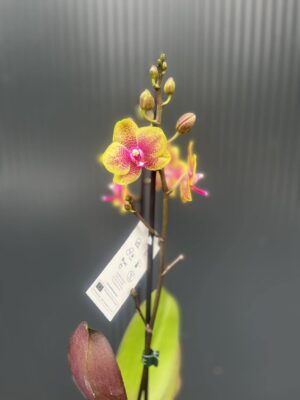 Phalaenopsis Sogo Lawrence x I-Hsin Yellow Wave | Storczyk