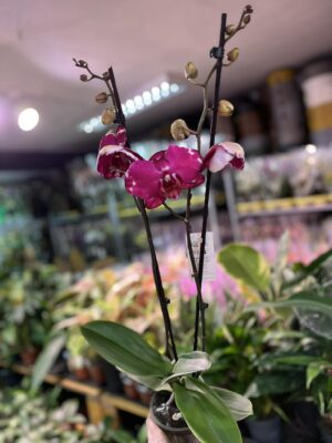 Phalaenopsis Malwina