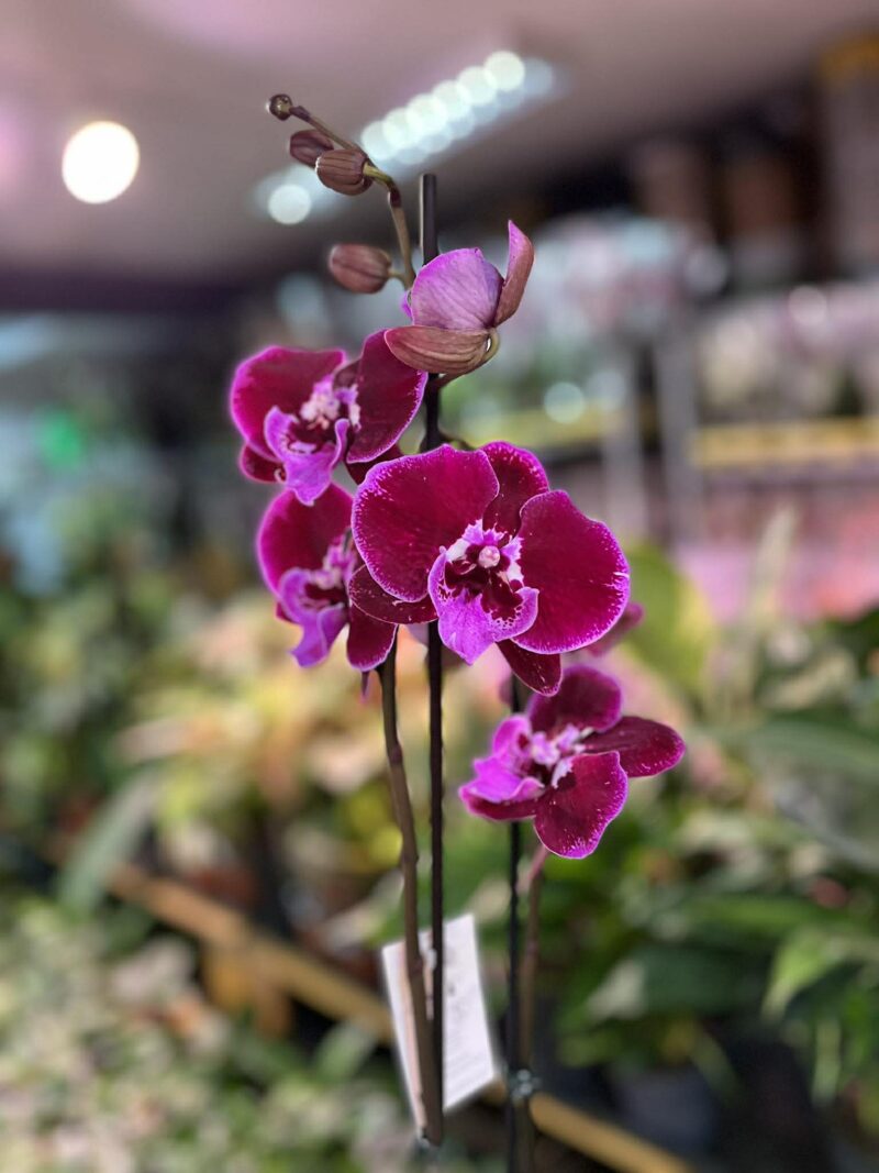 Phalaenopsis Lembongan | Storczyk