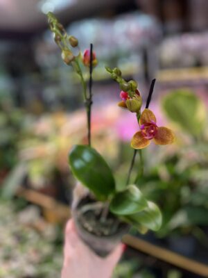 Phalaenopsis Lioulin Orange peloric 3 lips| Storczyk