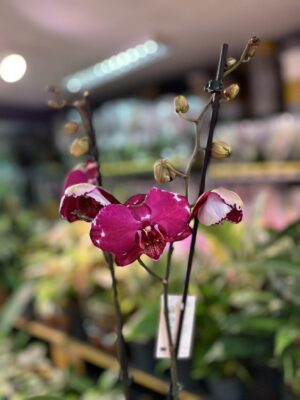 Phalaenopsis Malwina