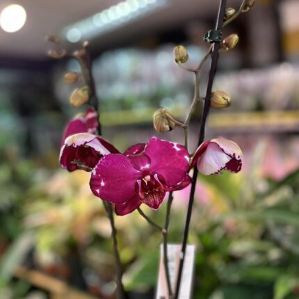 Phalaenopsis Malwina