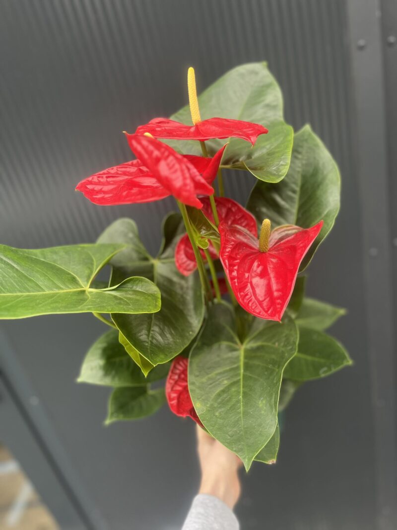 Anthurium andreanum ‘Oregon’
