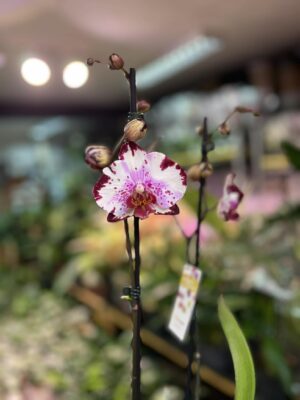 Phalaenopsis Magic Art | Storczyk