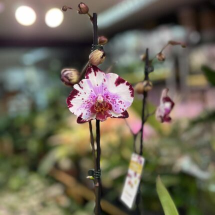 Phalaenopsis Magic Art | Storczyk