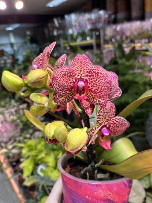 Phalaenopsis I-Hsin yellow Lampart | Storczyk