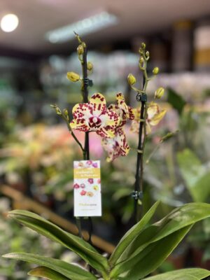 Phalaenopsis Orient Express | Storczyk
