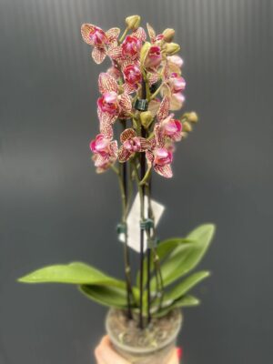 Phalaenopsis Lucky Leopard peloric | Storczyk