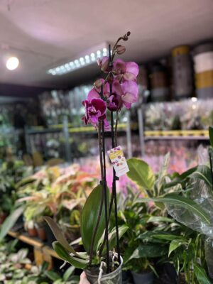 Phalaenopsis Lembongan | Storczyk