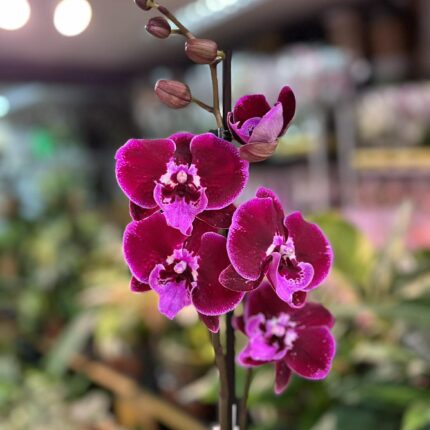 Phalaenopsis Lembongan | Storczyk
