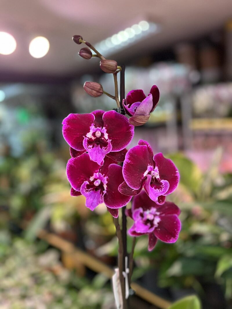 Phalaenopsis Lembongan | Storczyk