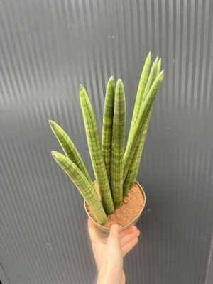 Sansewieria cylindryczna ‘Fan’ 