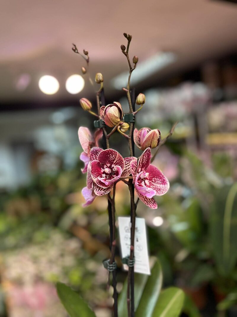 Phalaenopsis Miki Black Witch | storczyk