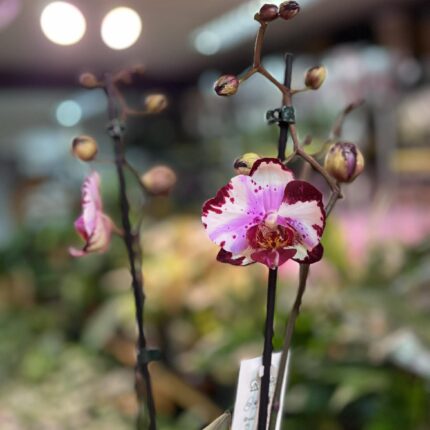 Phalaenopsis Magic Art | Storczyk