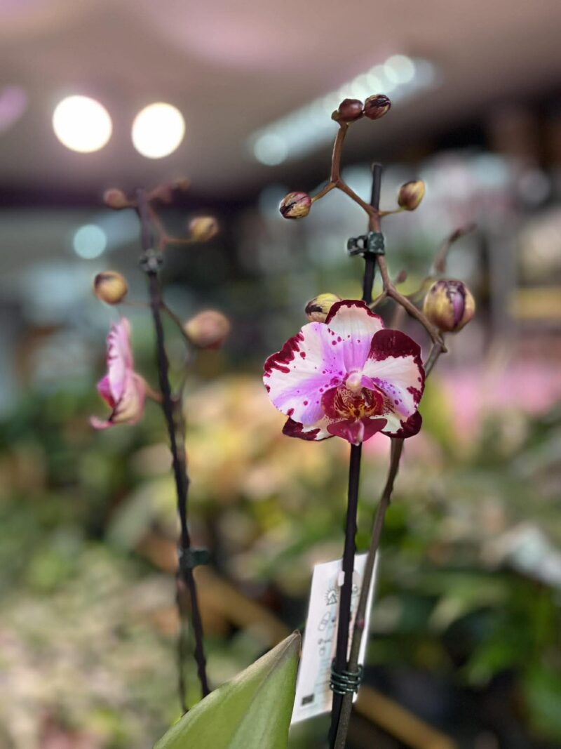 Phalaenopsis Magic Art | Storczyk