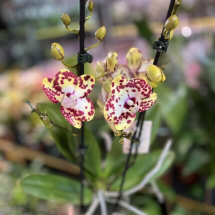 Phalaenopsis Orient Express | Storczyk