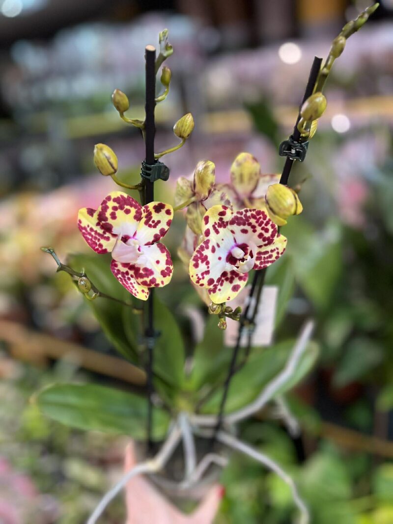 Phalaenopsis Orient Express | Storczyk