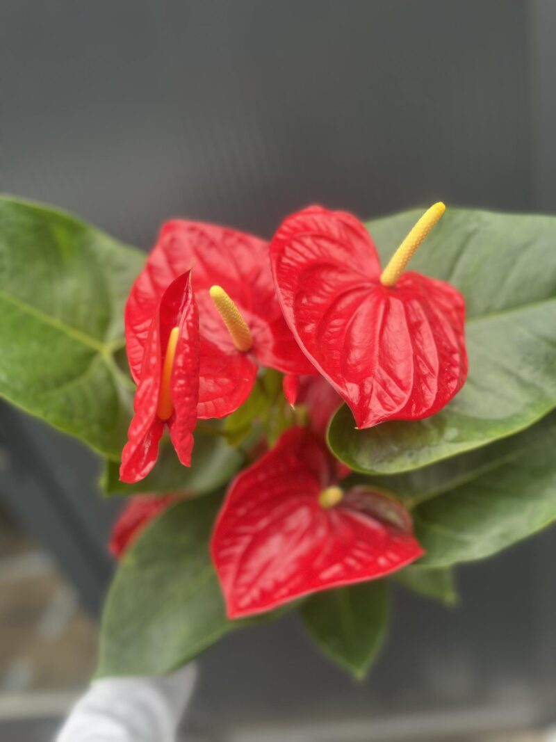 Anthurium andreanum ‘Oregon’