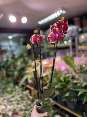 Phalaenopsis Beauty Soulmate | Storczyk
