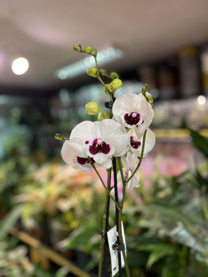 Phalaenopsis Charming Panda big lip | Storczyk