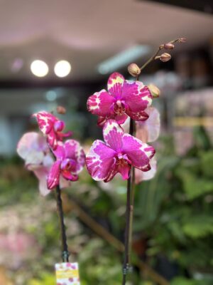 Phalaenopsis African Fever | storczyk