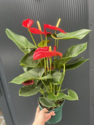 Anthurium andreanum ‘Oregon’