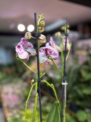 Phalaenopsis ‘Speechless Elegance’ | storczyk