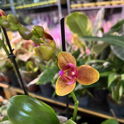 Phalaenopsis Lioulin Orange peloric 3 lips| Storczyk