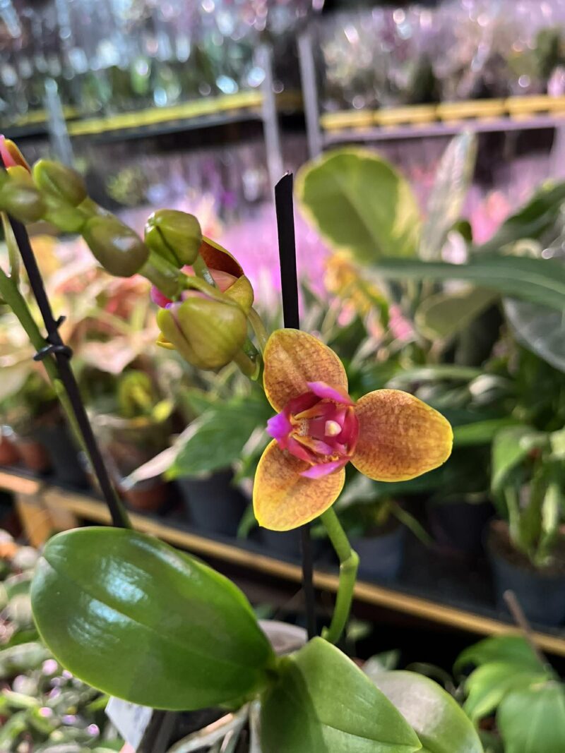 Phalaenopsis Lioulin Orange peloric 3 lips| Storczyk