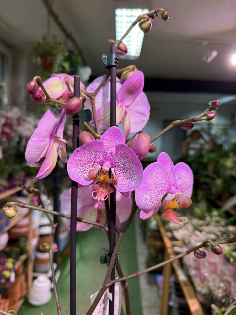 Phalaenopsis Formation | Storczyk