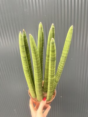 Sansewieria cylindryczna 