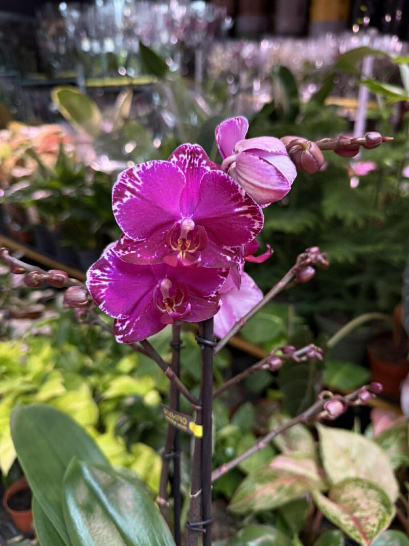 Phalaenopsis Multiflora Exclusivo Asian Violin | Storczyk
