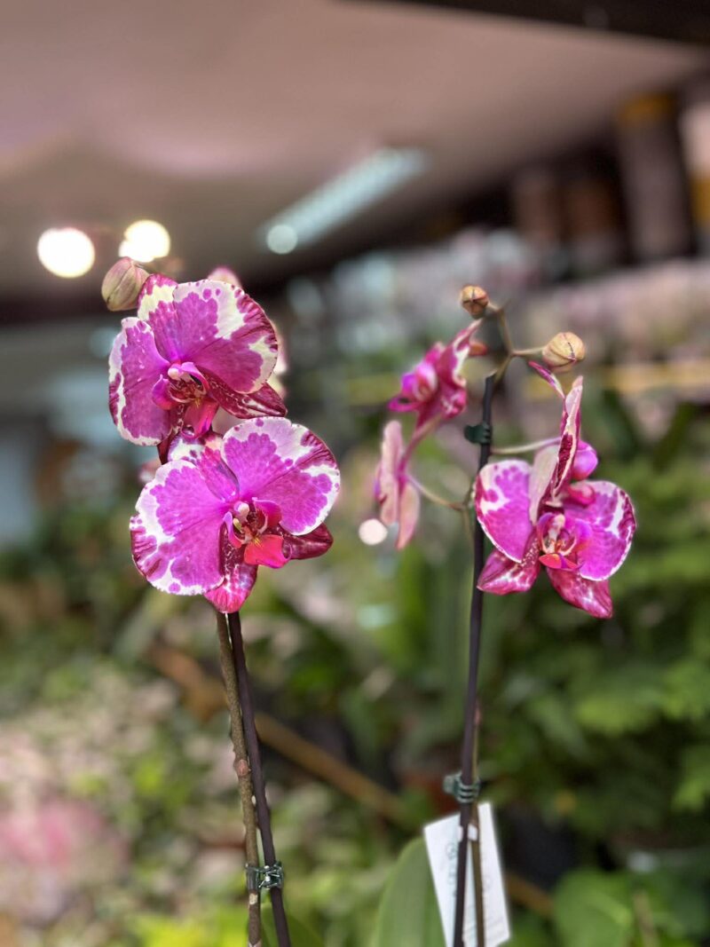 Phalaenopsis African Fever | storczyk