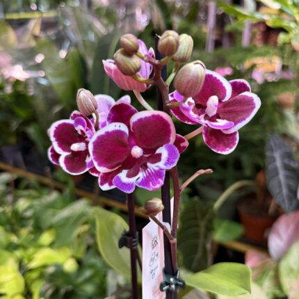 Phalaenopsis Younghome Chocolate big lip | Storczyk