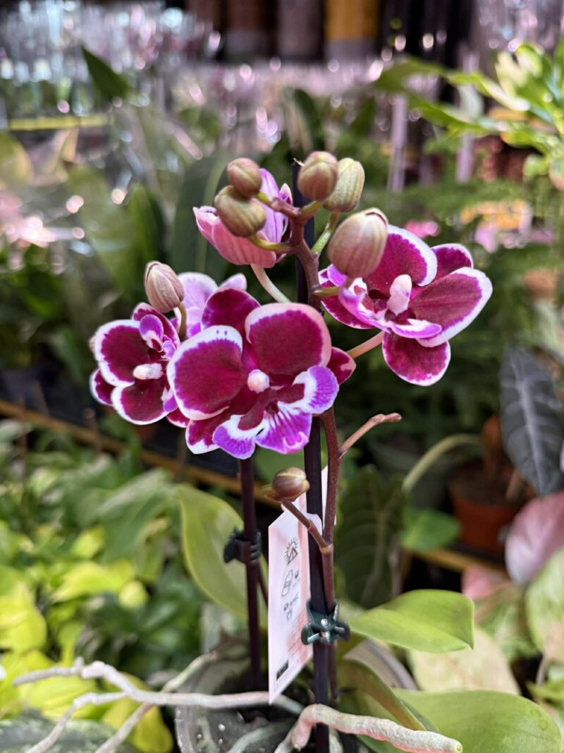 Phalaenopsis Younghome Chocolate big lip | Storczyk