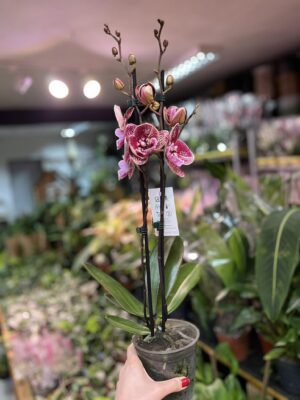 Phalaenopsis Miki Black Witch | storczyk