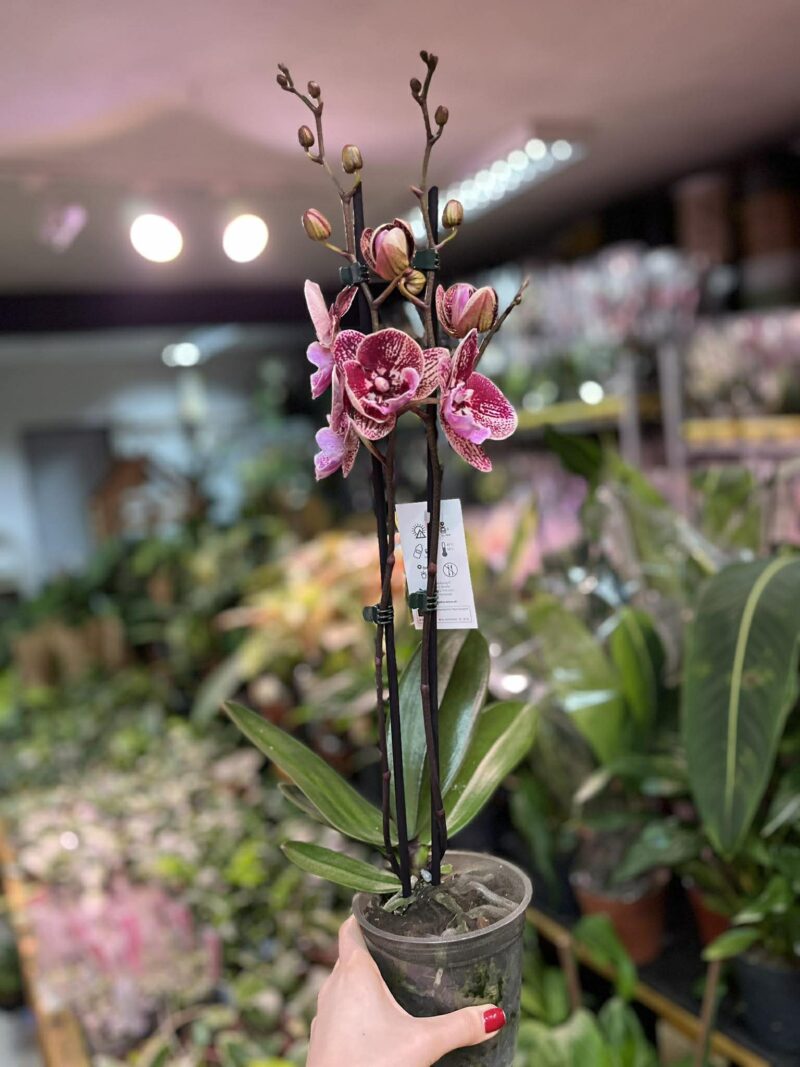 Phalaenopsis Miki Black Witch | storczyk