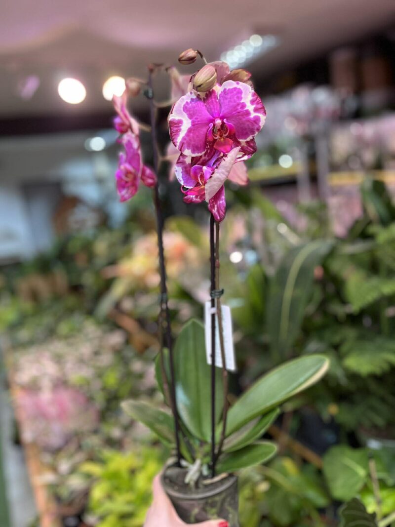 Phalaenopsis African Fever | storczyk
