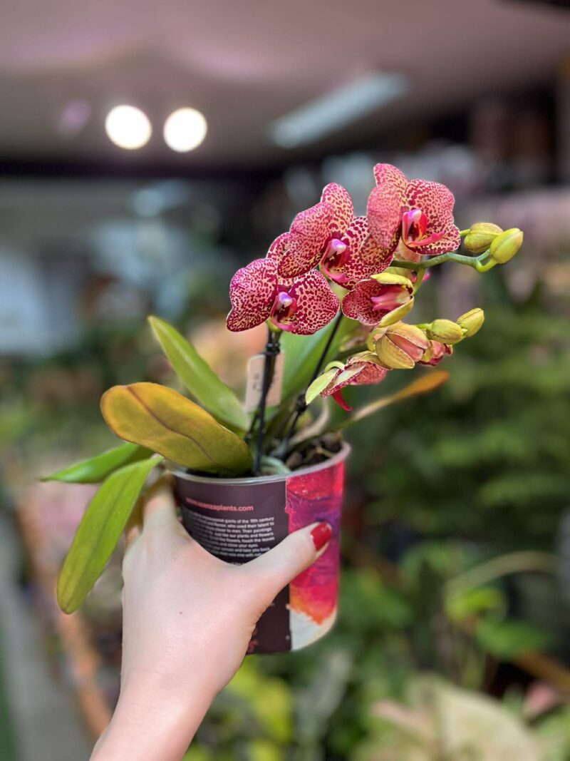 Phalaenopsis I-Hsin yellow Lampart | Storczyk
