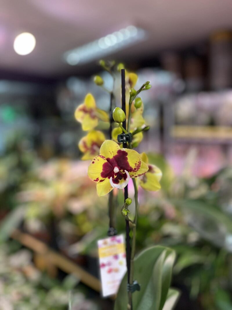 phalaenopsis Marcia | Storczyk