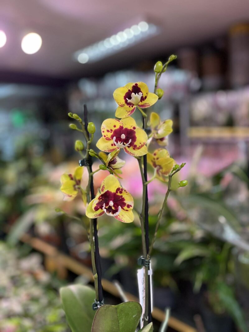 phalaenopsis Marcia | Storczyk