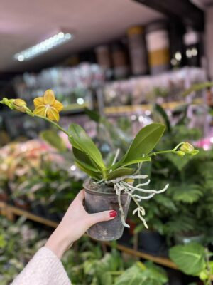 Phalaenopsis Meidarland Chambe | Storczyk