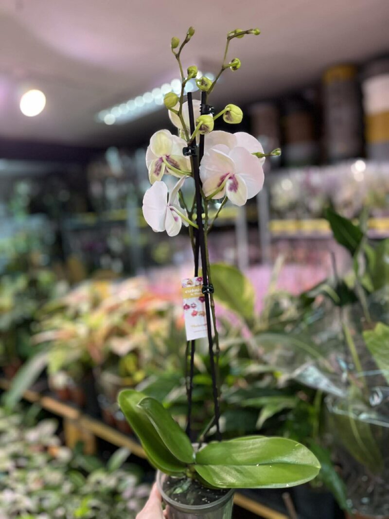 Phalaenopsis Charming Panda big lip | Storczyk