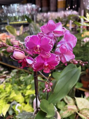 Phalaenopsis Multiflora Exclusivo Asian Violin | Storczyk