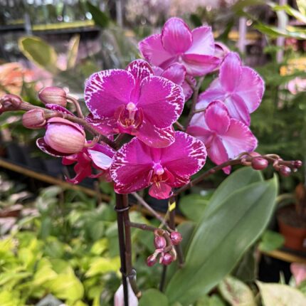 Phalaenopsis Multiflora Exclusivo Asian Violin | Storczyk