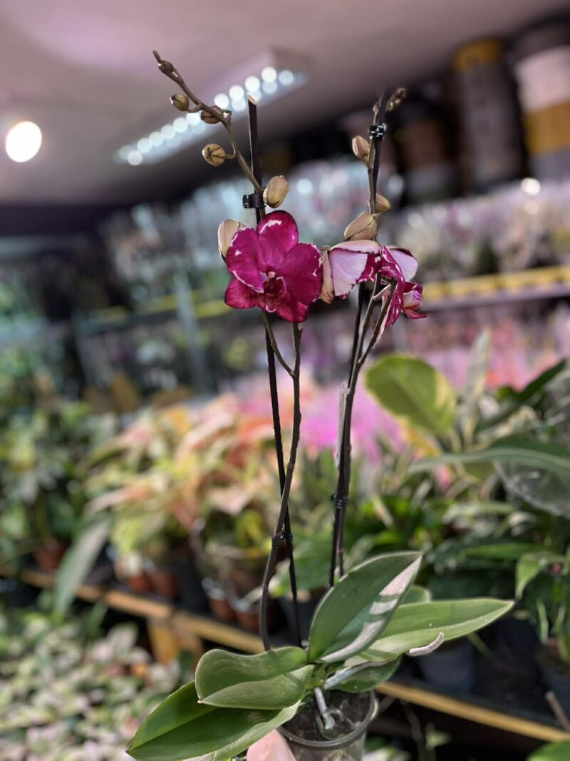 Phalaenopsis Malwina