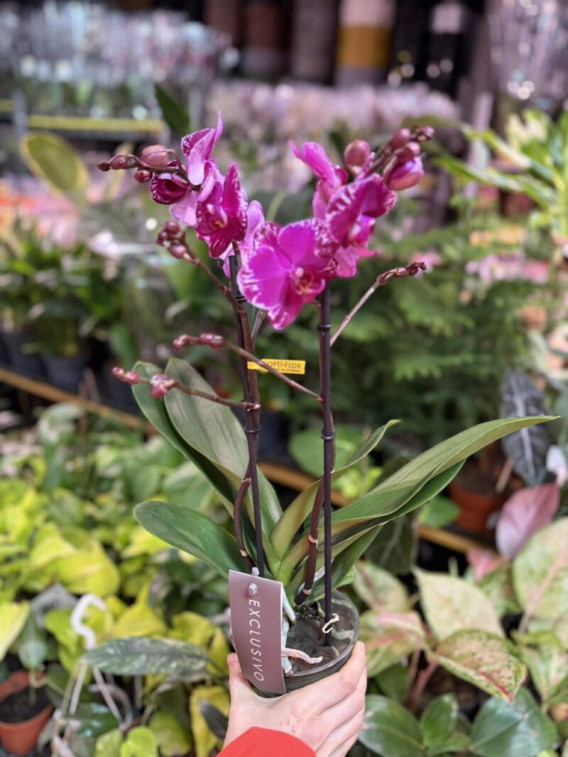 Phalaenopsis Multiflora Exclusivo Asian Violin | Storczyk