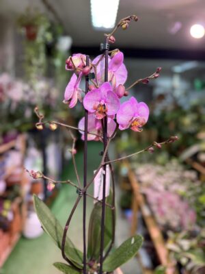 Phalaenopsis Formation | Storczyk