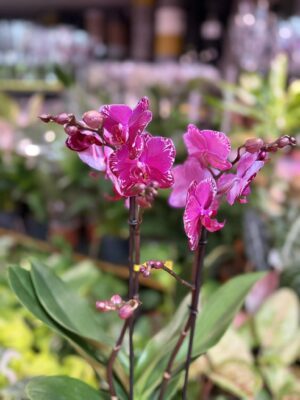 Phalaenopsis Multiflora Exclusivo Asian Violin | Storczyk