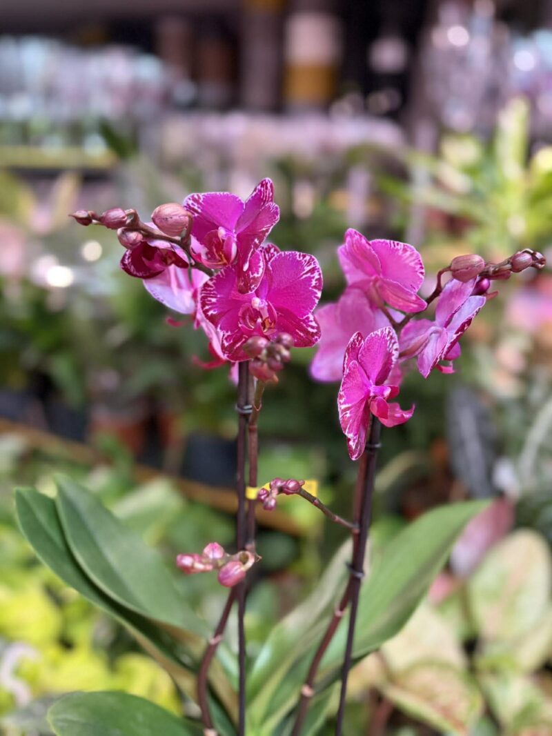 Phalaenopsis Multiflora Exclusivo Asian Violin | Storczyk